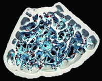 バイオメカニクス